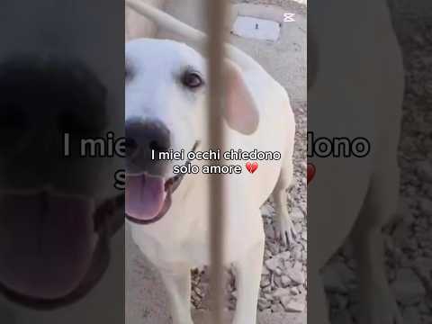 Regalo Gelsomino Dolce Cucciolo Simil Labrador In Canile