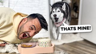 Eating My Husky’s Food Out Of Her Bowl (SHE FREAKS OUT!)