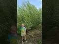 Perfect privacy tree Hybrid Willows at CZ Grain! #CZgrain #farming #fast #quality #amazon