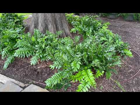 Best Plants Series - Holly Fern