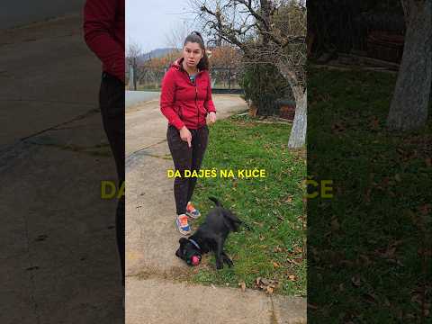 Meso od juče #shorts