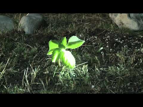 Midnight Magic - Calling Out (Official Video)