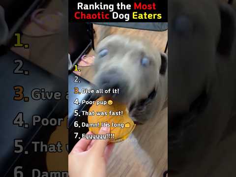 Funniest Dog Eating Moments🦴🐶🤣