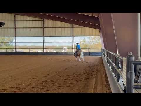 FOR SALE 2 YO palomino gelding by Magnum Chic Dream