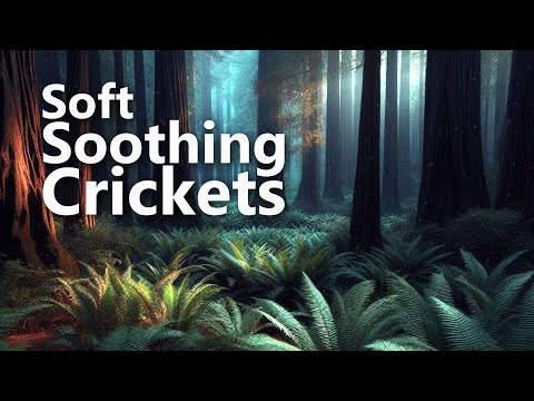 Soft Smooth Crickets - Nature's Symphony