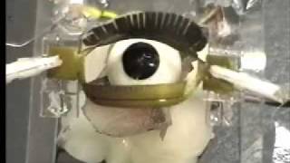 Electroactive Polymer (EAP) eye