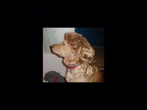 ai cachorro-funk tik tok