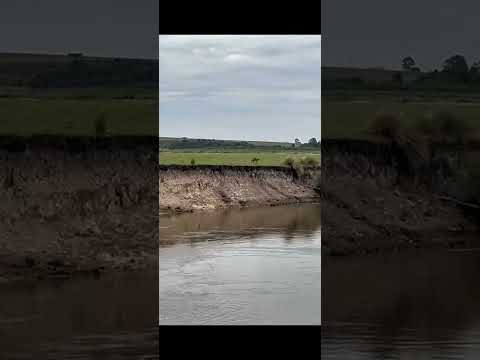 Onças em bando na região de Ponta Grossa PR #onca  #pontagrossa #paraná