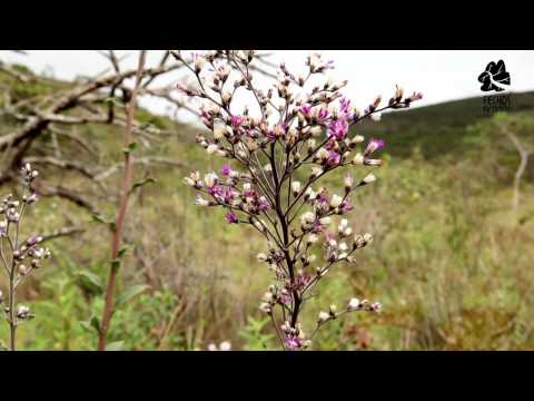 A Estação Ecológica de Fechos, sua importância ambiental e a necessidade de sua expansão – Projeto Manuelzão