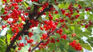 Green Living  -  Nanking dwarf Cherry Fruit Shrub