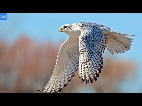 Белый Кречет – Самый Сильный и Красивый Сокол!