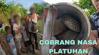HINDE MAKA PASOK SA KUBO DAHIL SA MGA COBRA MATATAPANG