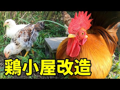 鶏小屋で珪藻土を使用するにはどうすればよいですか?利点と使用方法  庭園