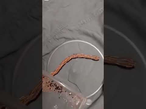 Zardozi comes from two Persian words: zar or zarin meaning 'gold', and dozi meaning 'sewing.