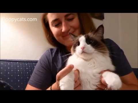 How to Give a Cat a Pill 💊 - How to Pill a Cat - How to Give a Pill to a Cat - Floppycats