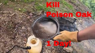 How to Kill Poison Oak in One Day- No Chemicals for $3- How to Heal The Rash in One Week!