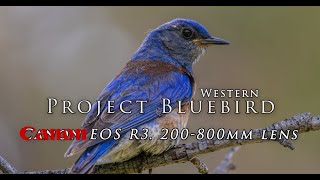 Canon RF 200-800mm f/6.3-9 IS USM Lens on the Canon EOS R 3 - Project Western Bluebird