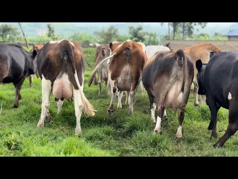 Inka zumukamo utangaje (Abangambyiro) #inka #igishengo 