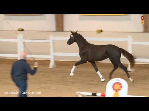 BENICIO x Don Diamond - Champion Supreme DSP 2021