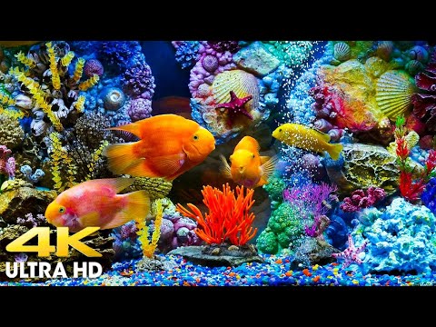 Under Red Sea 4K - Incredible Underwater World - Relaxation Video with Calming Music