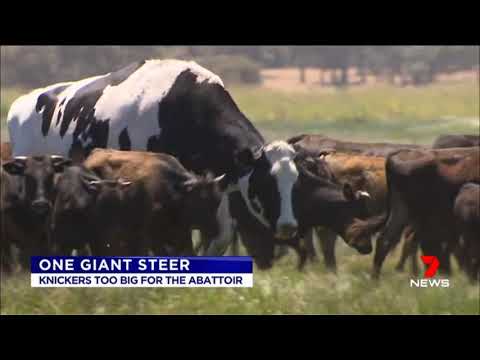Meet 'Knickers' the enormous steer