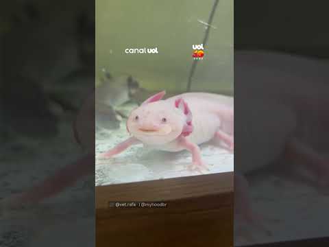 Paciente mais fofo do dia? Axolote encanta após atendimento veterinário