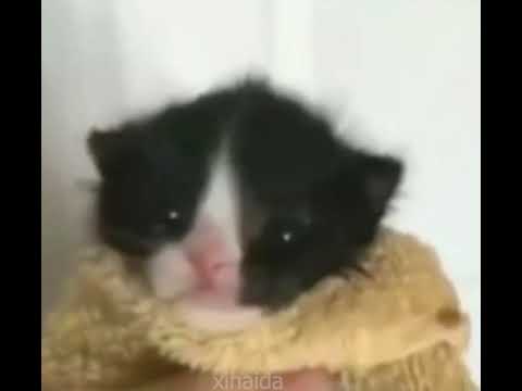 GATO IMITANDO XJ6 [ORIGINAL]