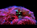 Coral Frenzy LPS Pellet Food - YouTube