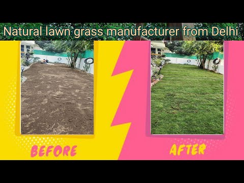 Lawn Grass Carpet