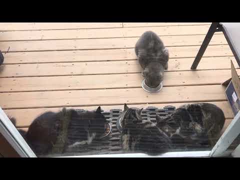 All eight kitties eating Caturday morning breakfast together  #cutecats 👋😺