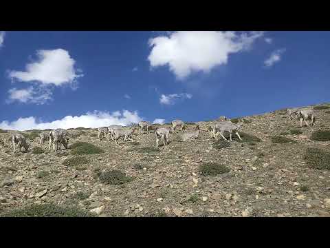 Wild sheep at spiti valley.