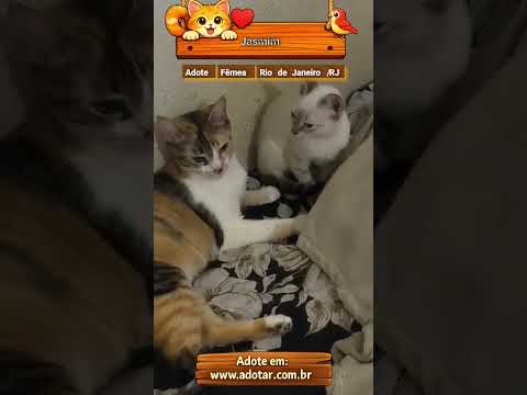 Vídeo de Jasmim 