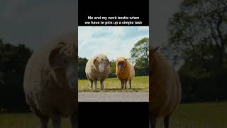 The Sheep Detectives (2026) Video