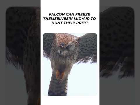 falcon can freeze themselves in mid air to hunt their prey!