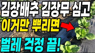김장배추 김장무 이것 하나면 벌레 한방에 해결! 안죽는 벌레가 없고 벌레걱정 끝!