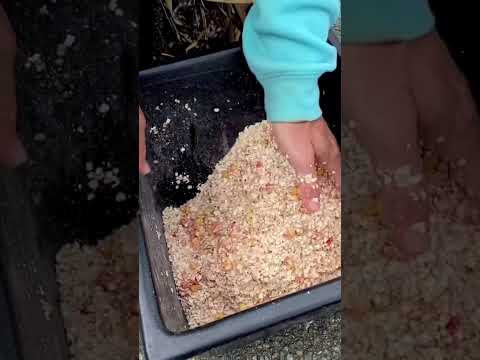 How To Make PACK BAIT for CARP FISHING #shorts