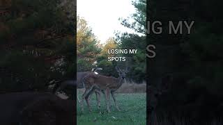 Fawn Losing Spots