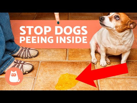 How to STOP Your DOG PEEING at HOME 🐶 (8 Tips)