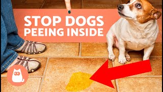 How to STOP Your DOG PEEING at HOME 🐶 (8 Tips)