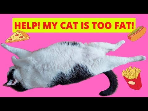 Is My Cat Fat? How can I tell? (Vet on Cat Obesity + DEMONSTRATION)