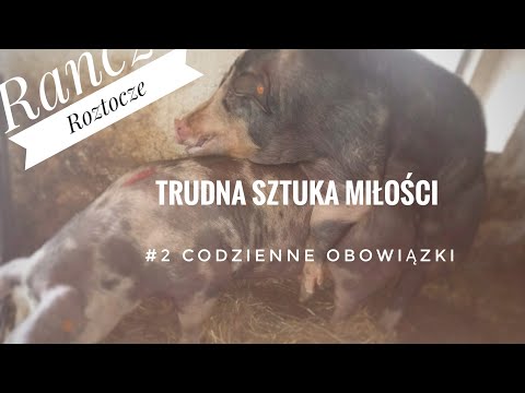 , title : '#2 Codzienne obowiązki 2020 //Trzoda Chlewna//Krycie lochy'