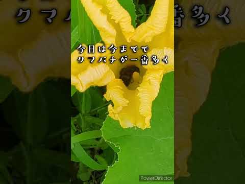 ハダニを撃退するためにバターミルク小麦粉水スプレーを調合する