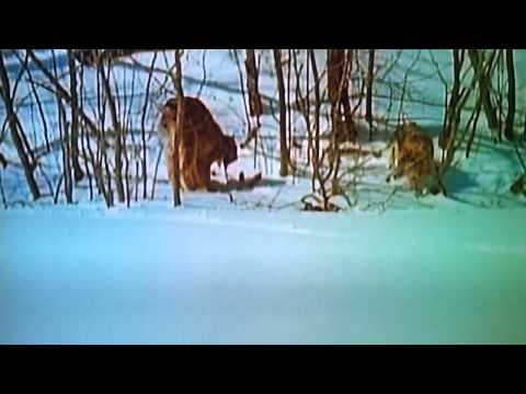 Lynx attack Coyote