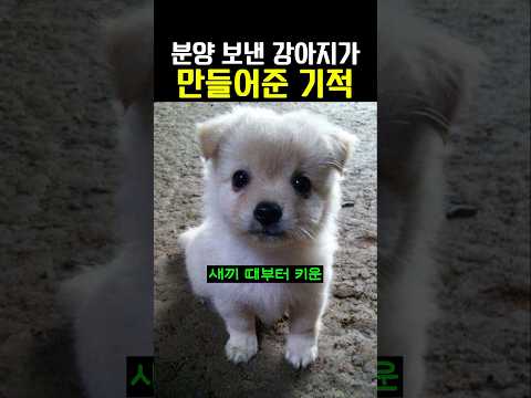 분양 보낸 강아지가 만들어준 기적