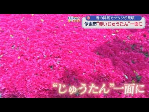 YouTube Video 春の陽気の中４０種１０万本のツツジが見頃を迎え「つつじ鑑賞会」　静岡・伊東市「小室山公園」