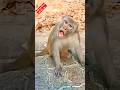 Funny Monkey Viral Video Funny Comedy Trending Viral Shorts