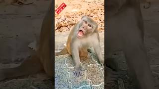 Download lagu Funny Monkey viral video..🤣🤣🤣 #funny #comedy #trending #viral #shorts mp3 Download lagu Funny Monkey viral video..🤣🤣🤣 #funny #comedy #trending #viral #shorts mp3