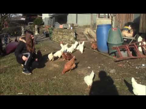 Unsere 28 Hühner- aus Ausstallung