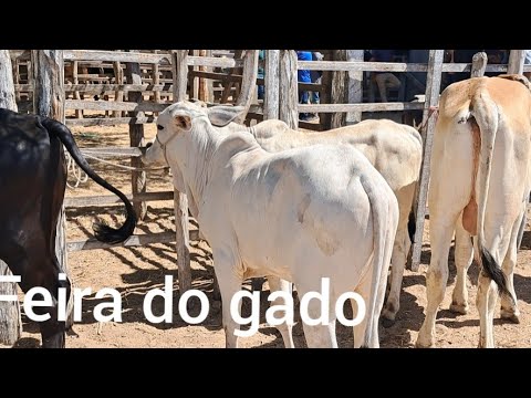 Feira do gado em livramento Paraíba