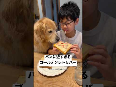 パンとチーズに興味津々のゴールデンレトリバー😂　#ゴールデンレトリバー #大型犬　#犬　#犬のいる暮らし #かわいい犬